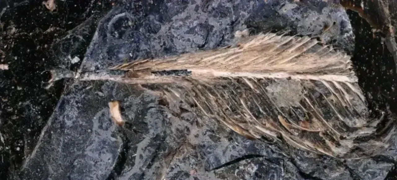 Pena em fezes de dinossauro pode explicar como aves sobreviveram à extinção