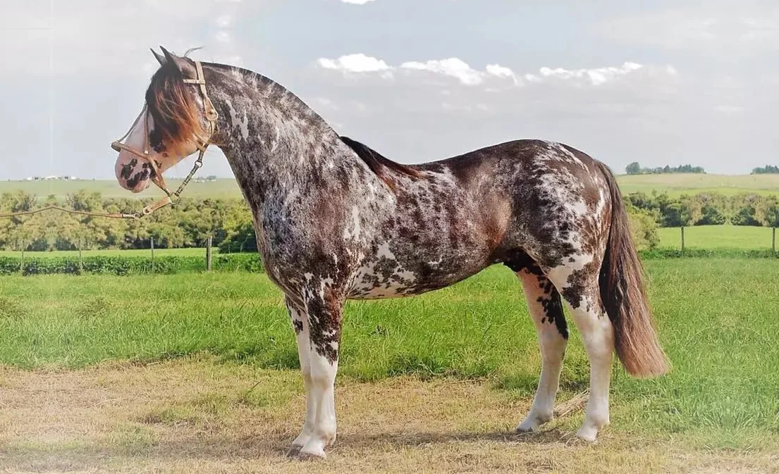 No Dia do Gaúcho, Cavalo Crioulo pode ganhar uma semana oficial no RS