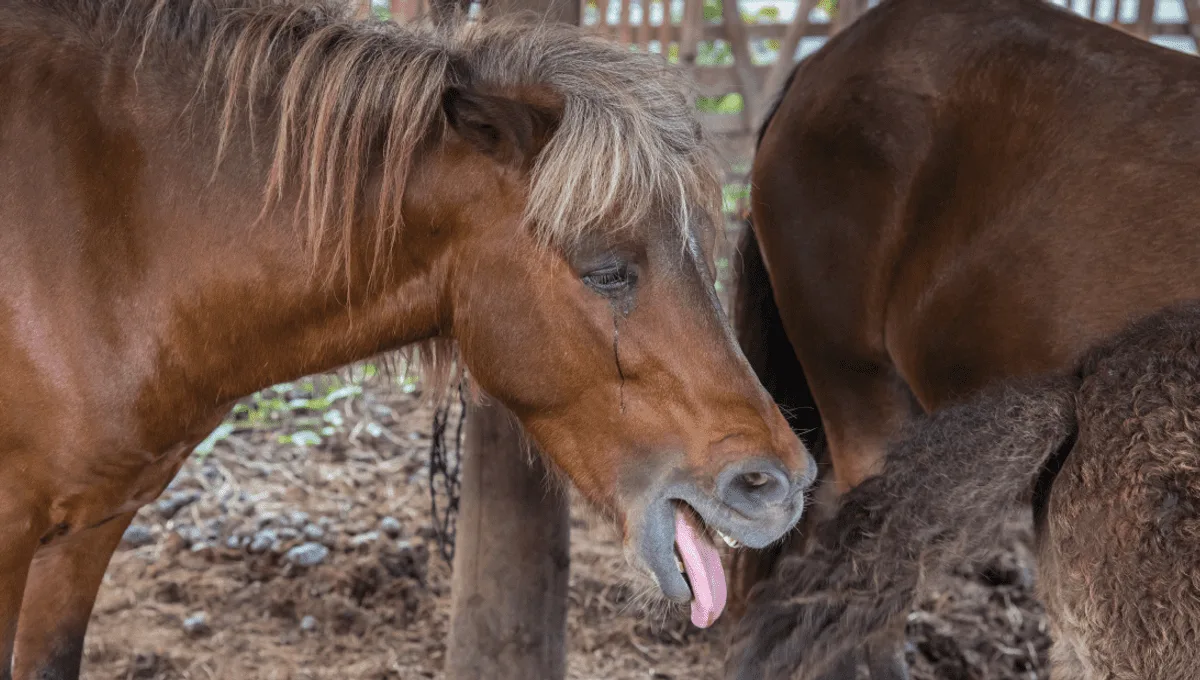 Você sabia que o cavalo não consegue vomitar? Entenda o motivo