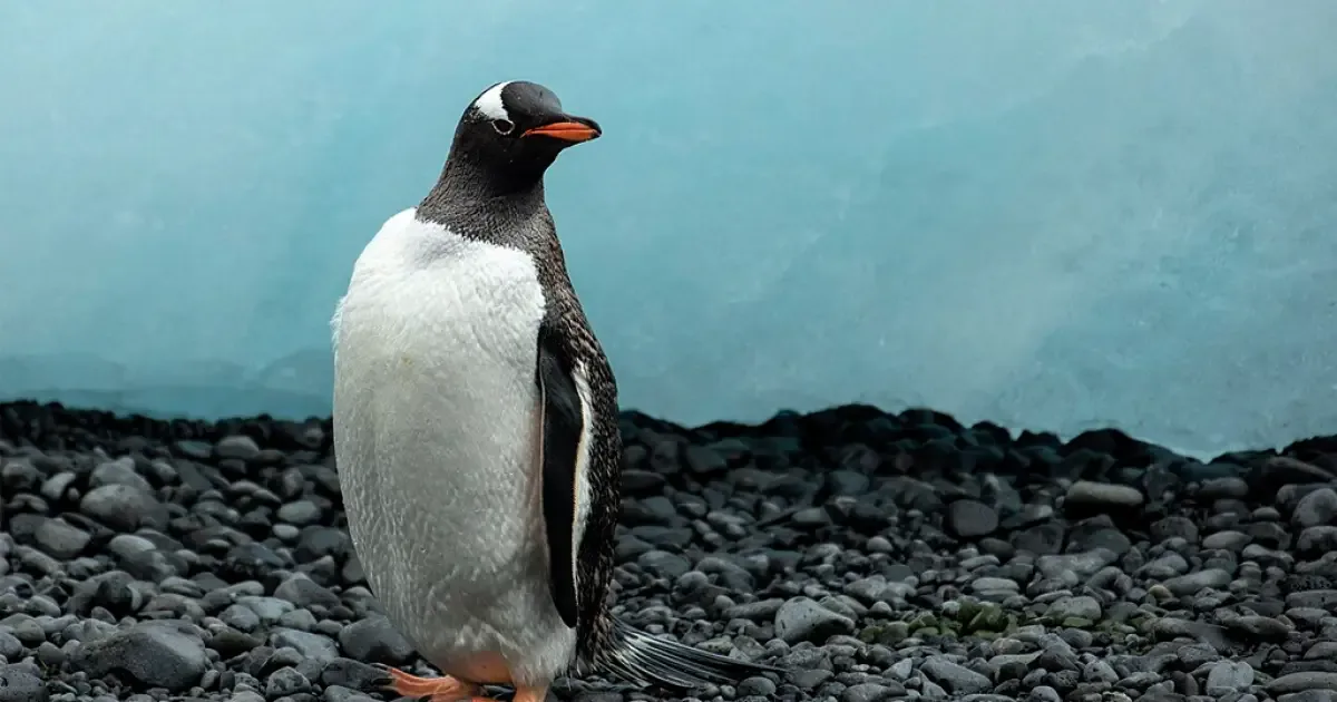 Nova espécie de pinguim é nomeada pela primeira vez em mais de cem anos