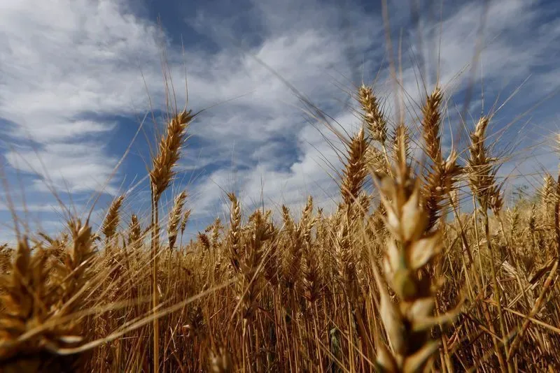 Brasil reduz importação de trigo, mas dependência externa tende a crescer