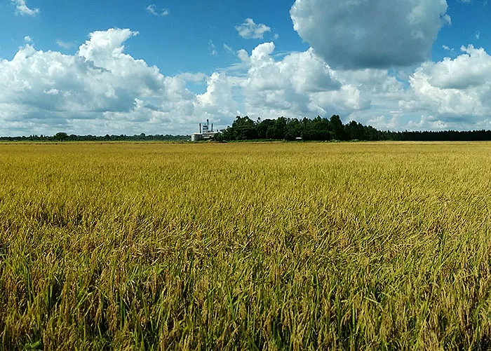 Google fecha seu maior acordo de remoção de carbono e aposta em lavouras de arroz do RS