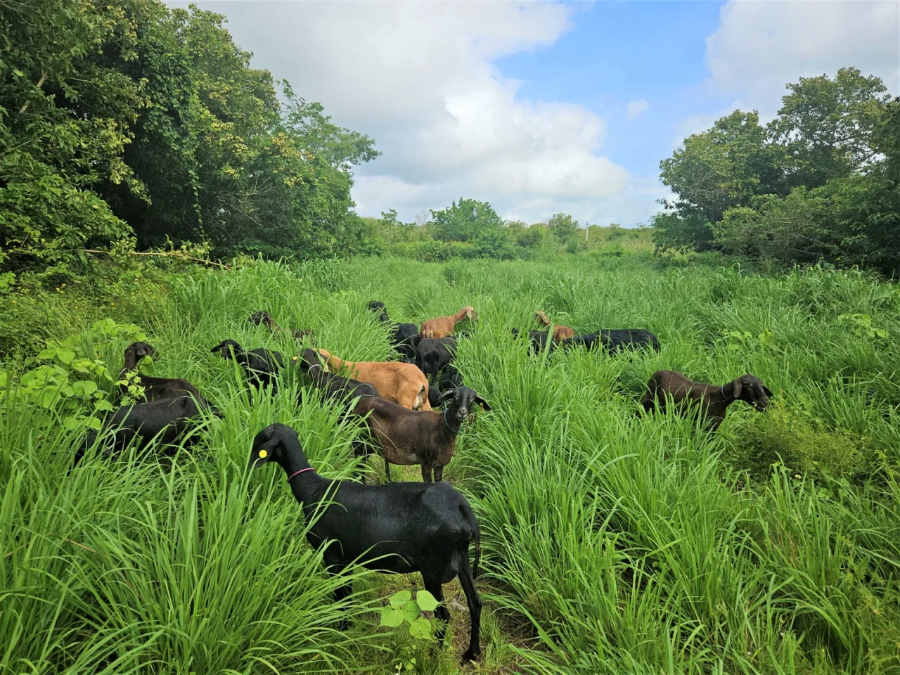 ILPF na Caatinga muda produção de ovinos e mantém rebanho por 90 dias de seca só com água e sal