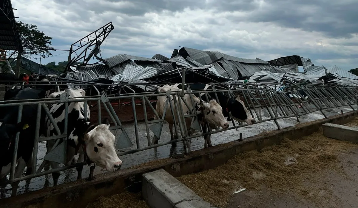 Vídeo: Galpão desaba durante temporal e deixa vacas leiteiras feridas em Santa Catarina