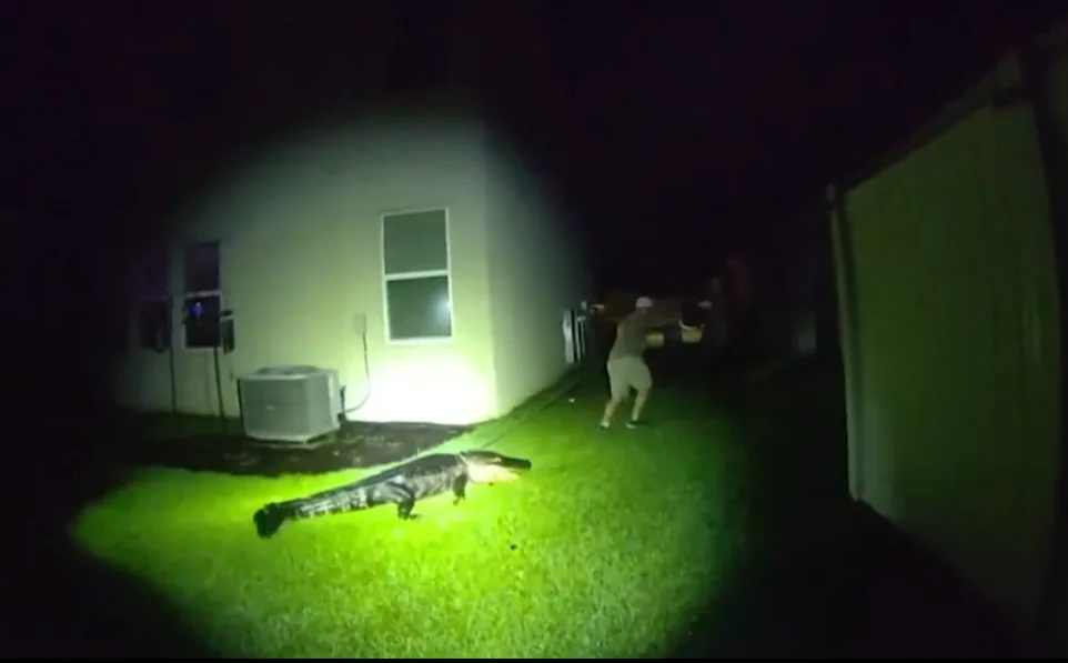 Vídeo: Veja momento em que leopardo ataca homem dentro de loja na Índia