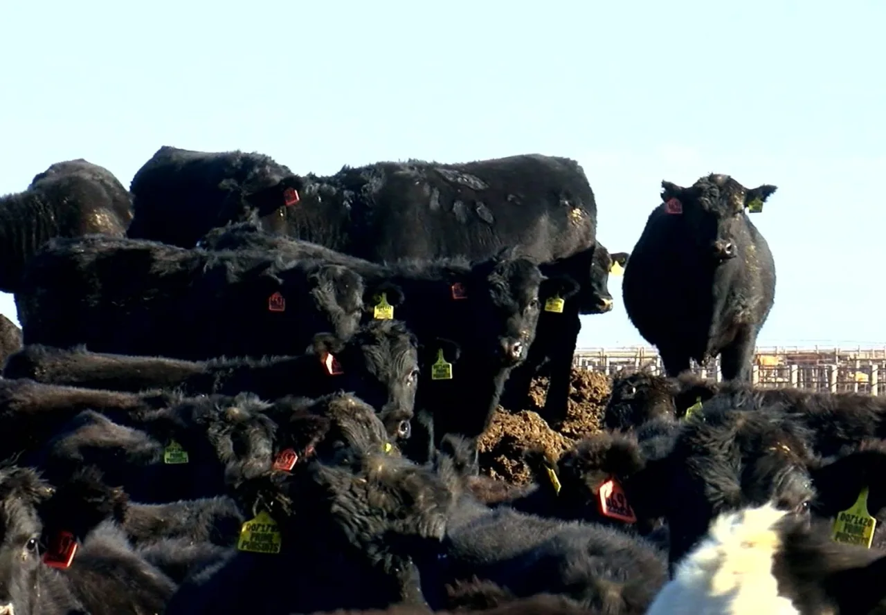 EUA colocam menos gado nos confinamentos em 30 anos e abrem nova janela para a carne brasileira