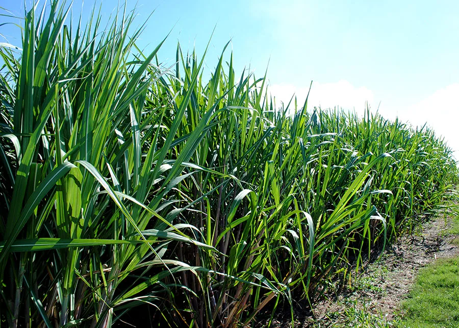 Modelo amplia em 116 vezes a estimativa do impacto de herbicidas sobre a água