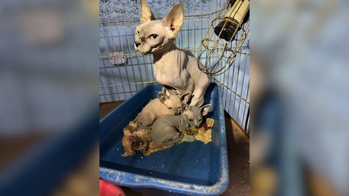 Cachorrinha é encontrada com roupinha no meio da mata, ganha novo nome, mas divulgação nas redes gera reviravolta: “Não tinham mais esperanças”