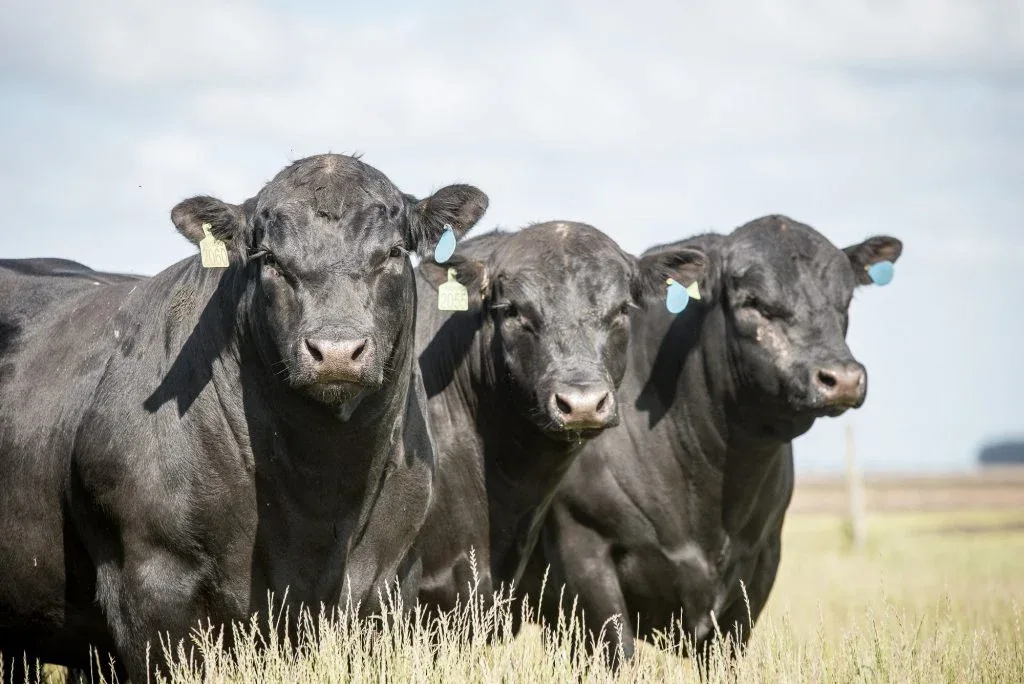 Mortes de três touros e um cavalo na Expointer são investigadas
