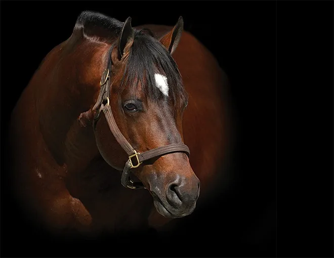 Aos 14 anos, cavalo que já entrou para a história volta ao topo e vence final de US$ 100 mil