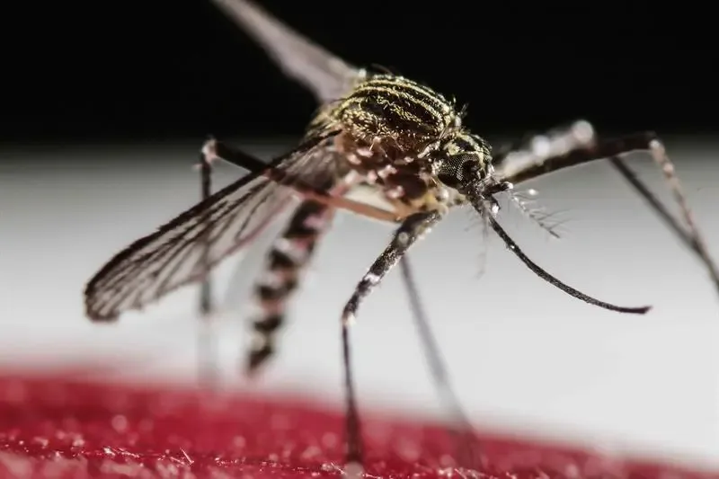 São Paulo tem mais de 58 mil casos de dengue desde o início do ano