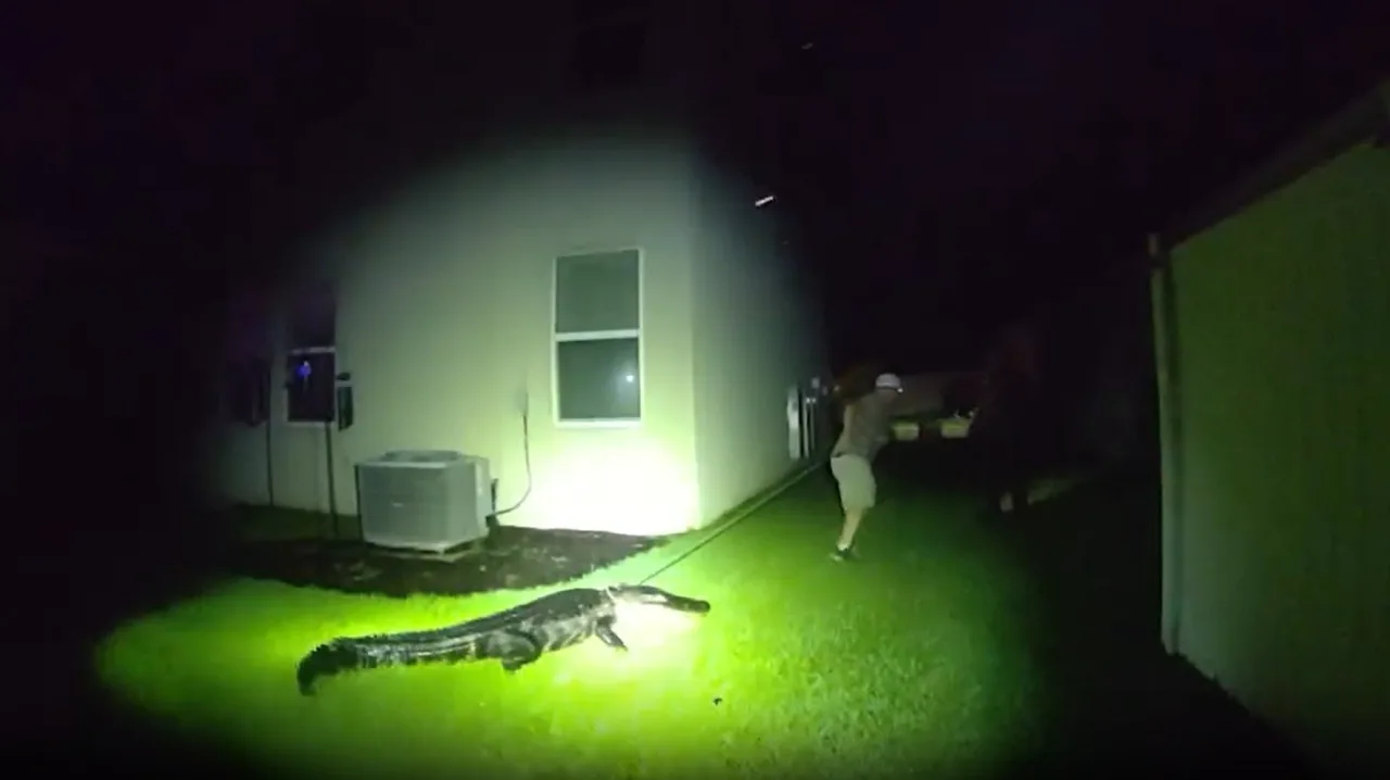 VÍDEO: Jacaré de 2,5 metros invade jardim de casa e avança contra policiais nos EUA