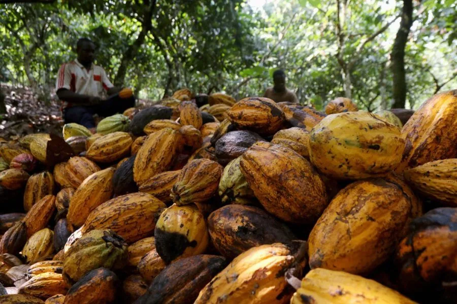 Cacau começa a ocupar pastagens degradadas na Amazônia e abre nova fronteira para o agro
