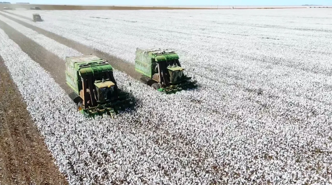 Brasil reduz área de algodão, mas produtividade deve bater recorde