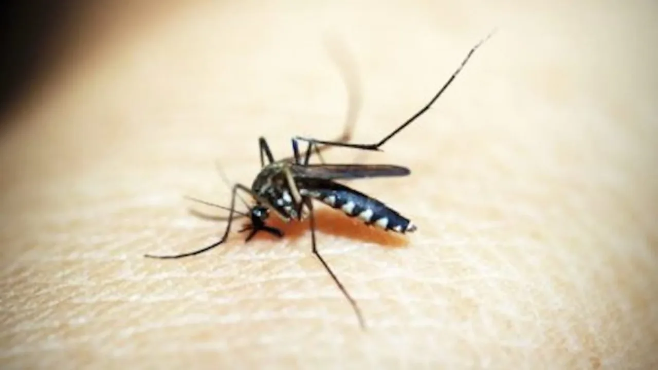 Mosquitos da dengue expandem alcance e chegam a novos territórios