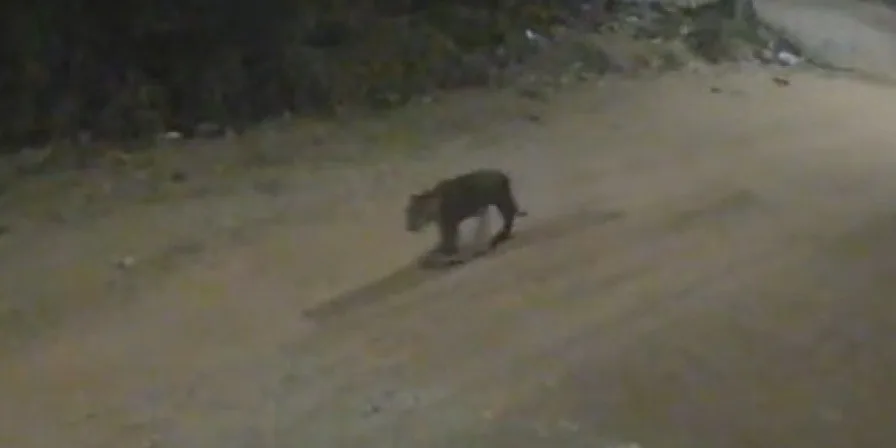 Onça é flagrada caminhando em bairros de Imperatriz; veja vídeos