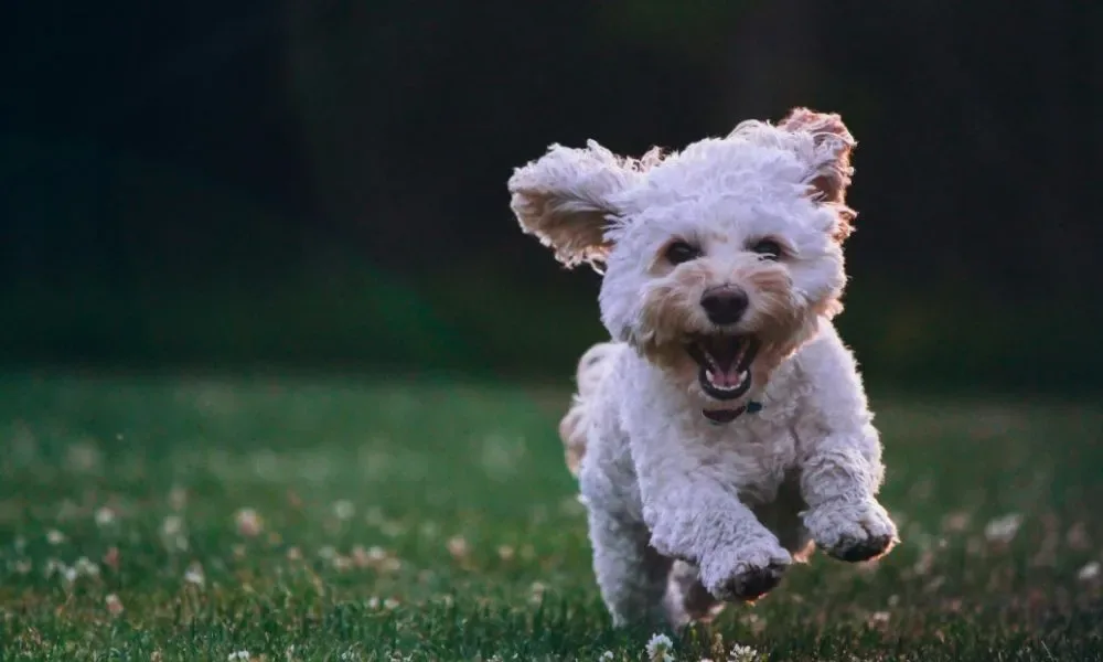 Nunes sanciona lei que proíbe acorrentar cães e gatos em SP; entenda