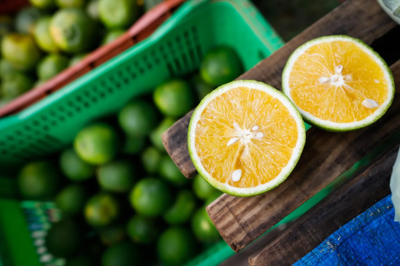 Laranja: Conab realiza leilões de PEP e Pepro para produtores de seis Estados