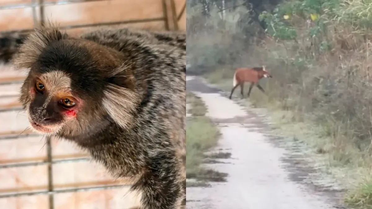Raro cachorro-vinagre é visto em áreas naturais do Sesc Pantanal. Ele é um dos menores canídeos do Brasil e leva esse nome devido ao forte odor da urina
