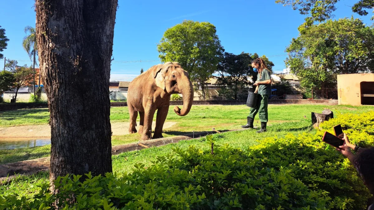 MPSP investiga denúncia de espaço inapto para ursos do Zoo de Sorocaba