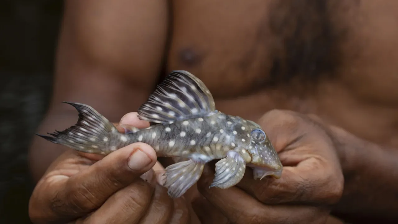 Amazônia abriga mais de 2.700 espécies de peixes, diz estudo