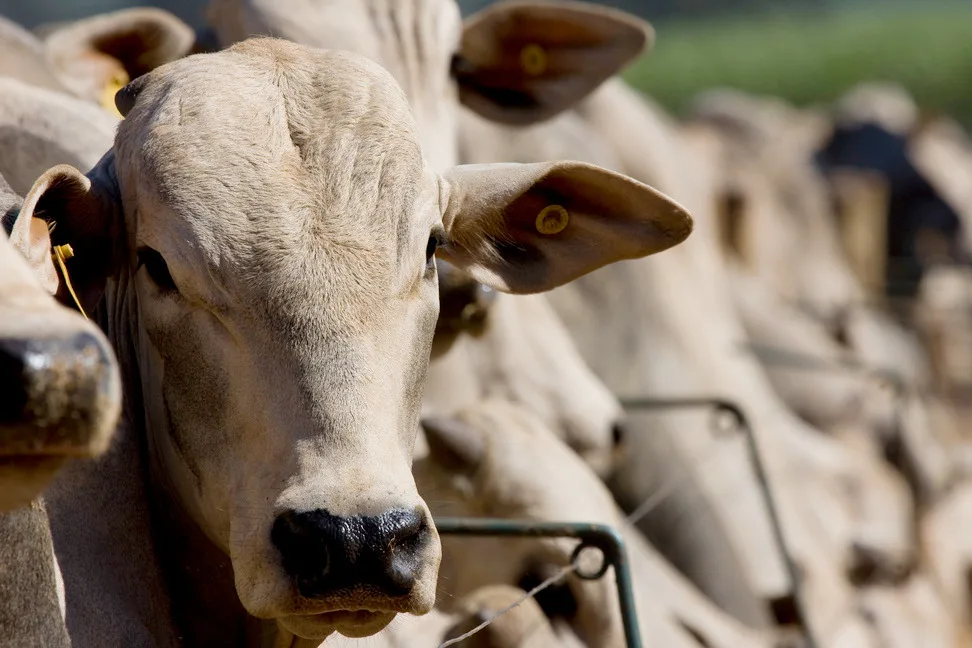 Fazenda adapta gado ainda no pasto e reduz confinamento em 30 dias