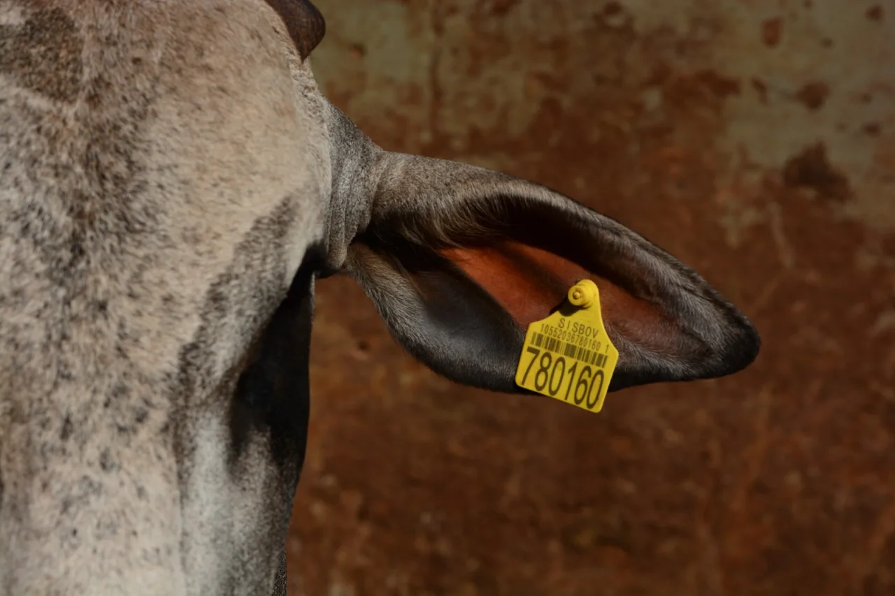 O brinco vai virar documento: rastreabilidade bovina entra em fase decisiva e começa a mudar a pecuária brasileira