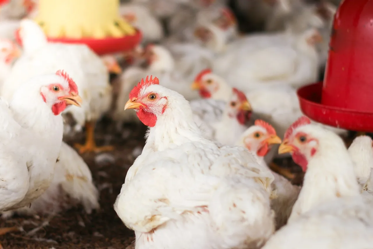 União Europeia aceita protocolos do Brasil e frango fica mais perto de voltar ao mercado europeu
