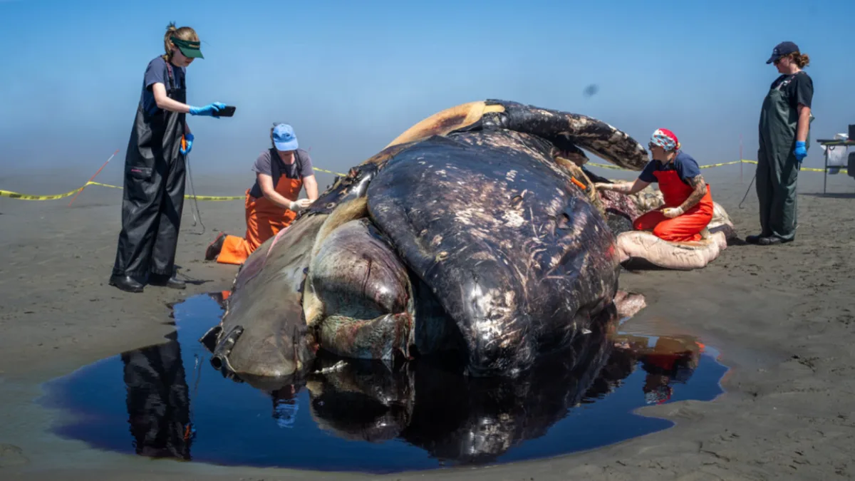 História das tartarugas-gigantes de Galápagos é um conto de piratas: agora, ‘tartarugas alienígenas’ apareceram pela primeira vez desde o século XIX