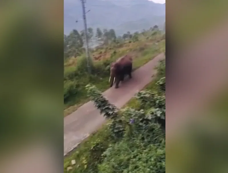 Polícia do Quênia investiga envenenamento de elefantes em parque nacional