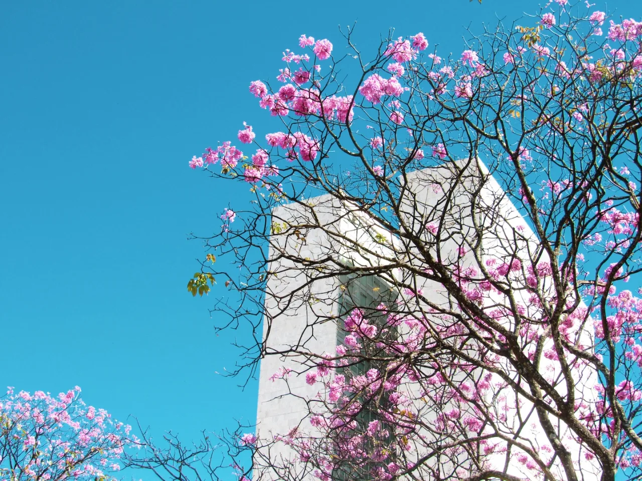 Primavera começa nesta 3ª feira no hemisfério Sul