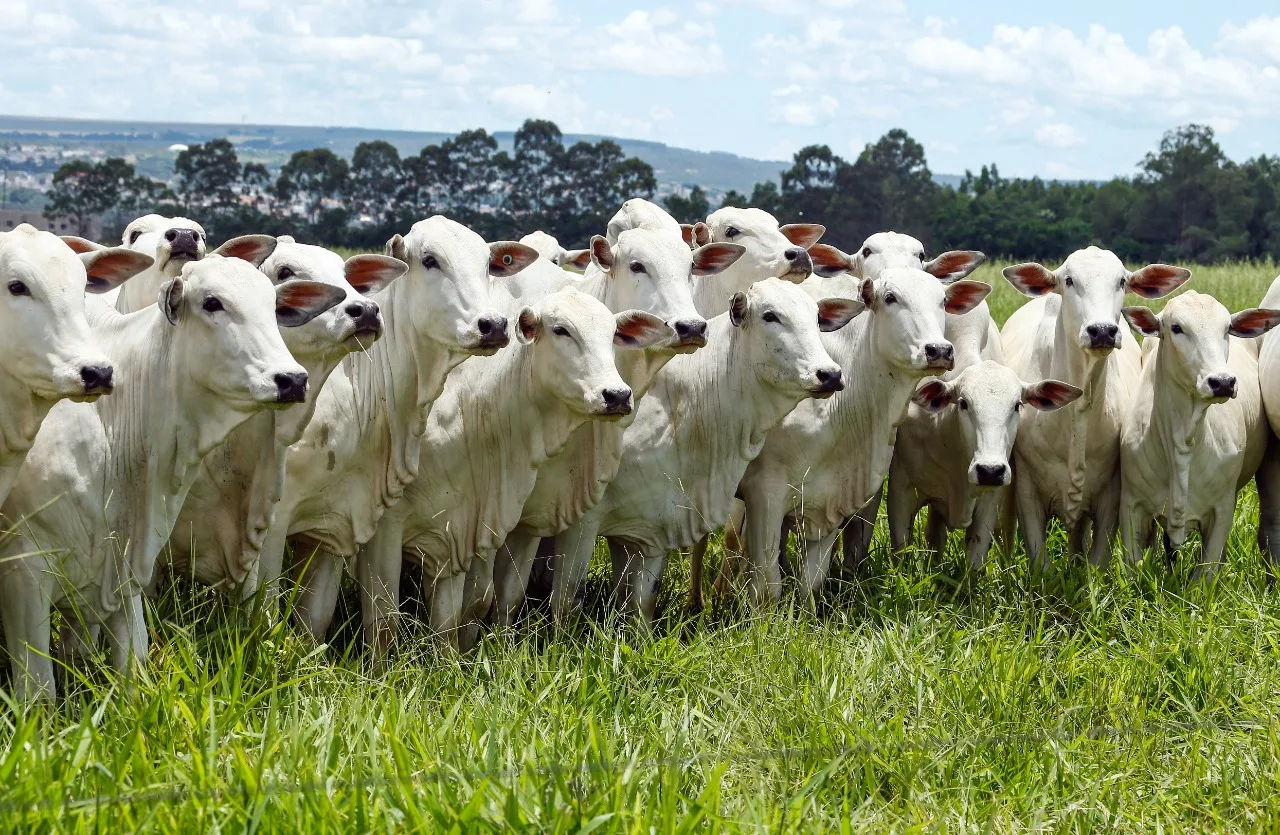 Se o boi mudou, por que o pasto continua o mesmo? Embrapa aponta perda de produtividade com capins ultrapassados