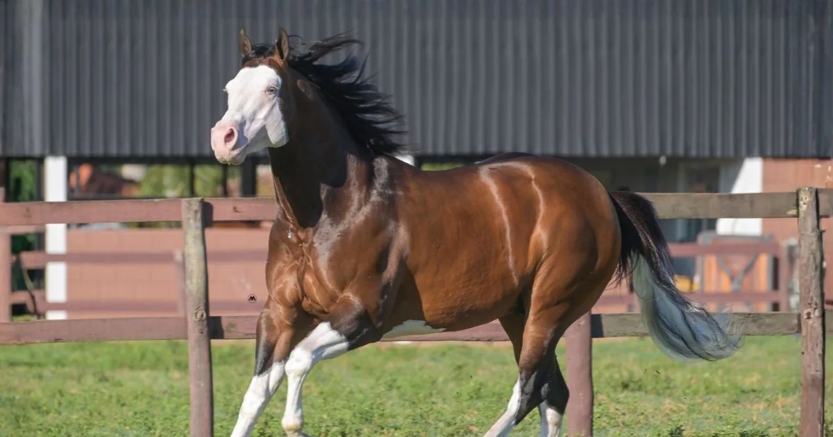 “Cara branca” ganha mercado no Quarto de Milha, e Prime Horse lança novo garanhão