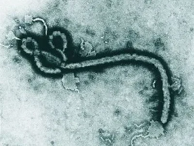 RD Congo inicia testes de vacina contra o ebola no epicentro da epidemia