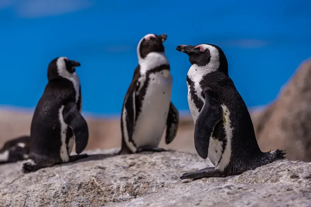Por que pinguins feridos estão usando coletes de cobre no Chile?