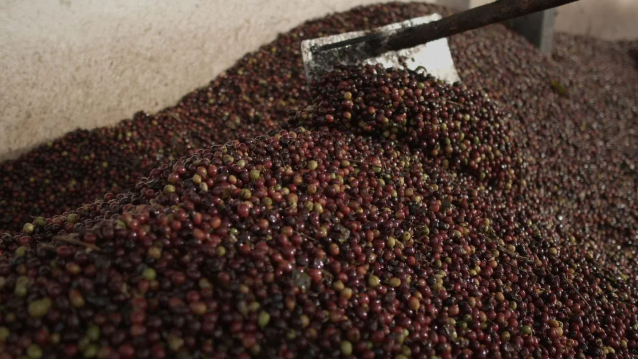 Exportação de café do Brasil tem melhor agosto da história: 4,16 mi/sacas