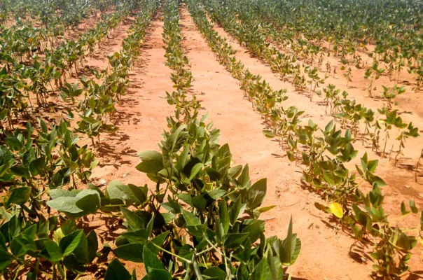 Outubro pode travar o plantio da soja em parte do Brasil, alerta INMET