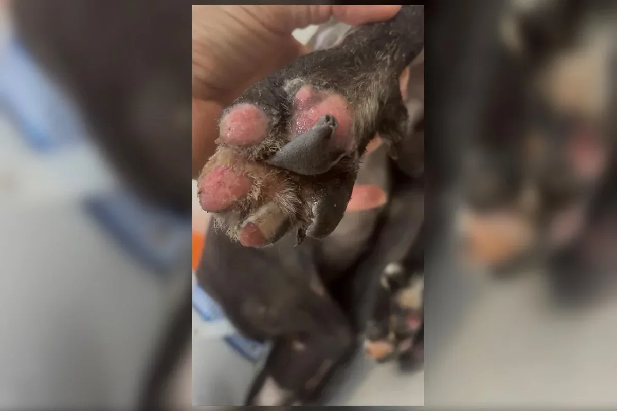 Cão incendiado em barraco no DF teve 55% do corpo queimado e perdeu o olho