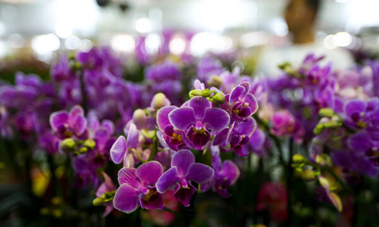 Três dicas de um botânico para cultivar orquídeas e fazê-las durar por anos