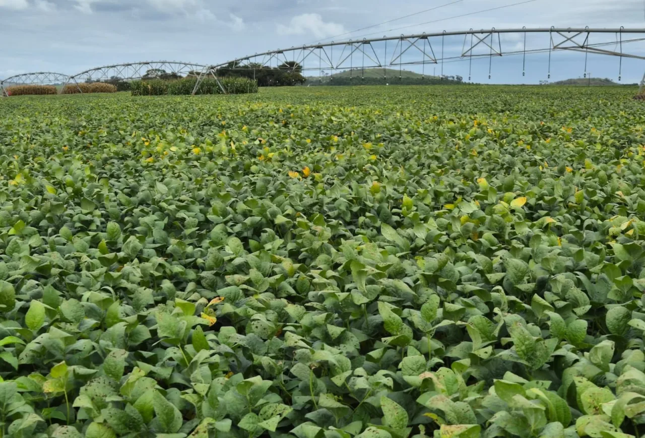 Produtividade da soja deve recuar na safra 2026/2027 sob risco climático