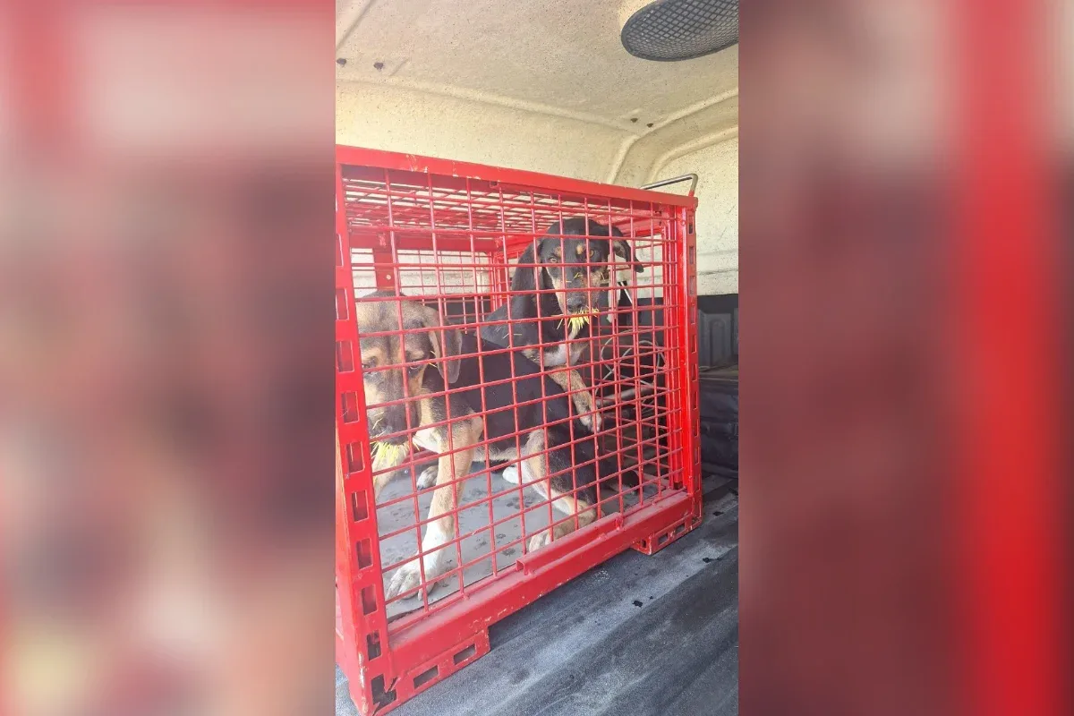 MG: bombeiros de Formiga resgatam cães feridos por espinhos de ouriço
