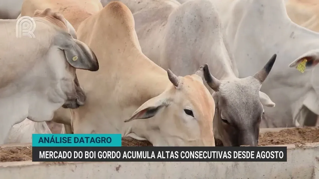 Mercado do boi gordo registra altas consecutivas desde agosto