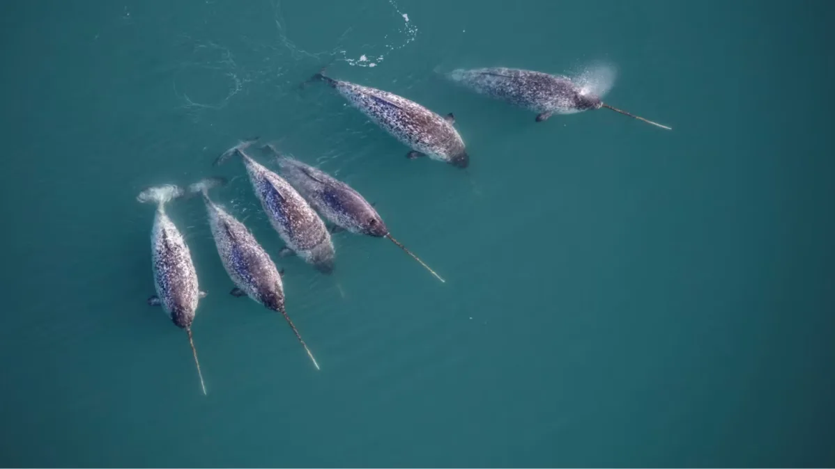 Carrinhos de supermercado viram abrigo de cavalos-marinhos no estuário do Tejo
