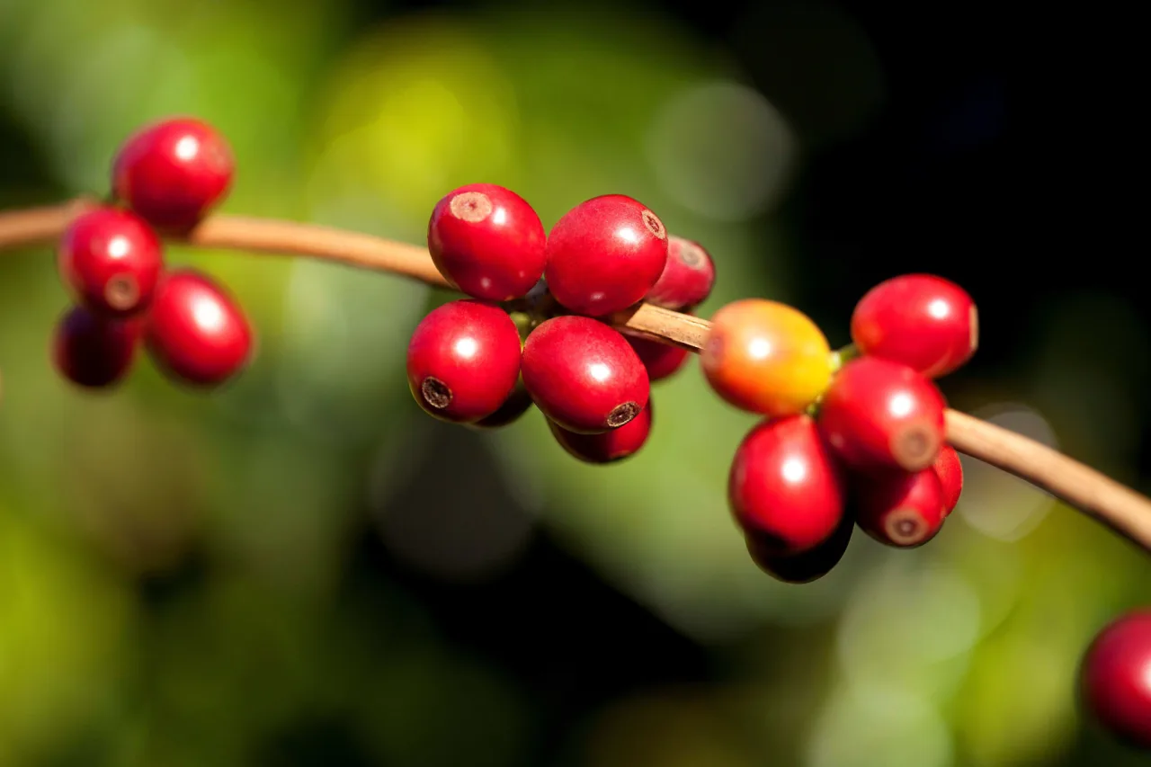 Colheita de café 26/27 do Brasil alcança 97%, diz Safras