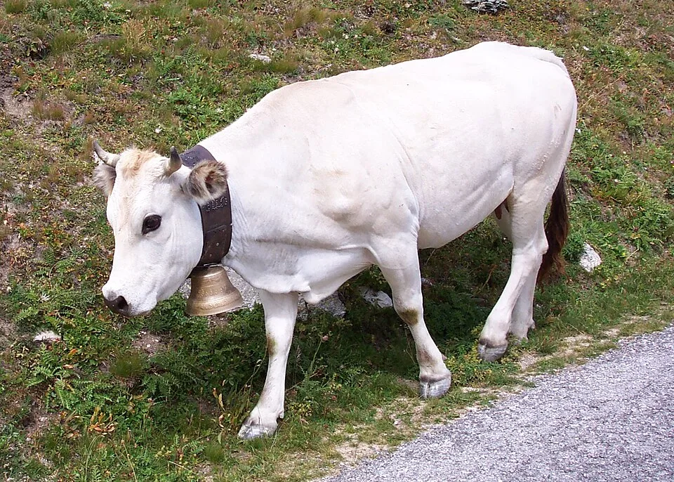 Conheça o Piedmontese, gado de musculatura extraordinária que nasceu aos pés dos Alpes