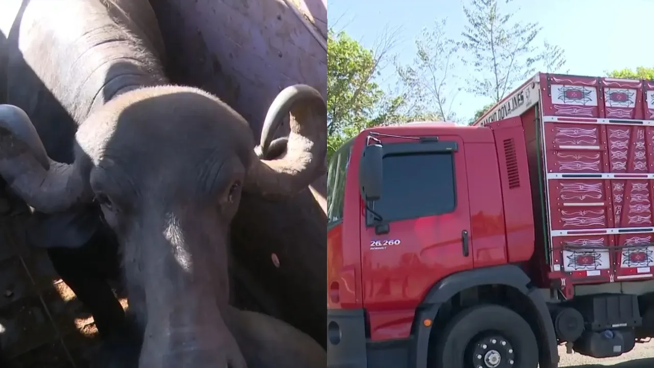 PRF apreende carga de 17 búfalos transportados sem documentação no sul do Maranhão