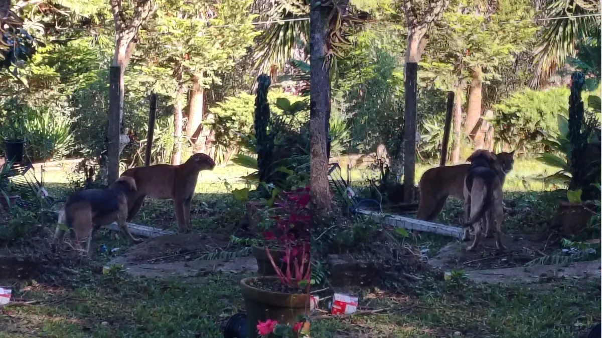 Vídeo: Onça-parda é capturada em garagem de condomínio em SC