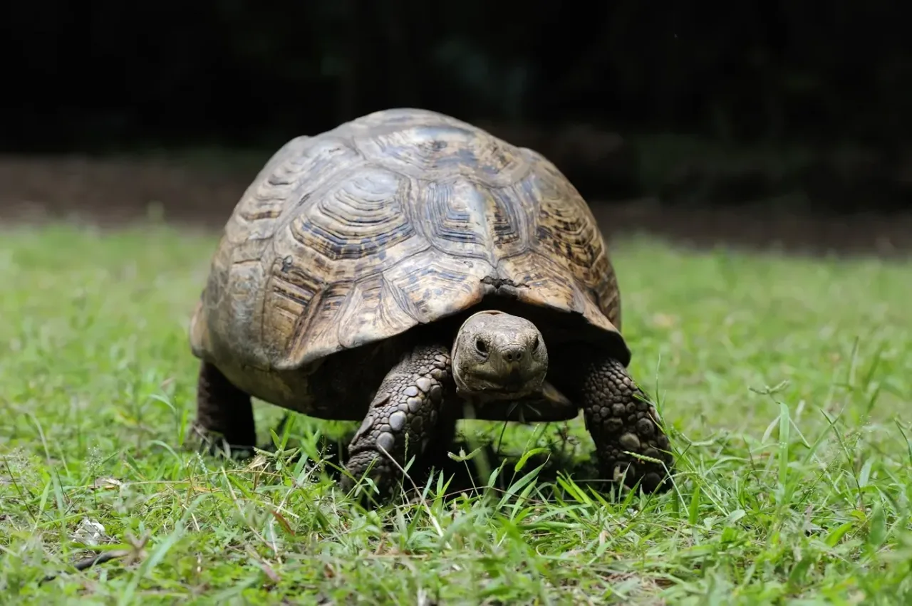 Tartarugas 'alienígenas' retornam à ilha de Galápagos após 175 anos