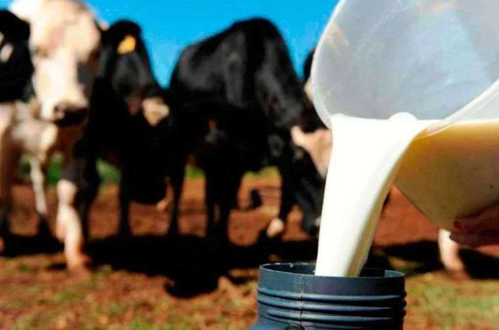 Conseleite/RS projeta preço do leite pago ao produtor 0,9% menor