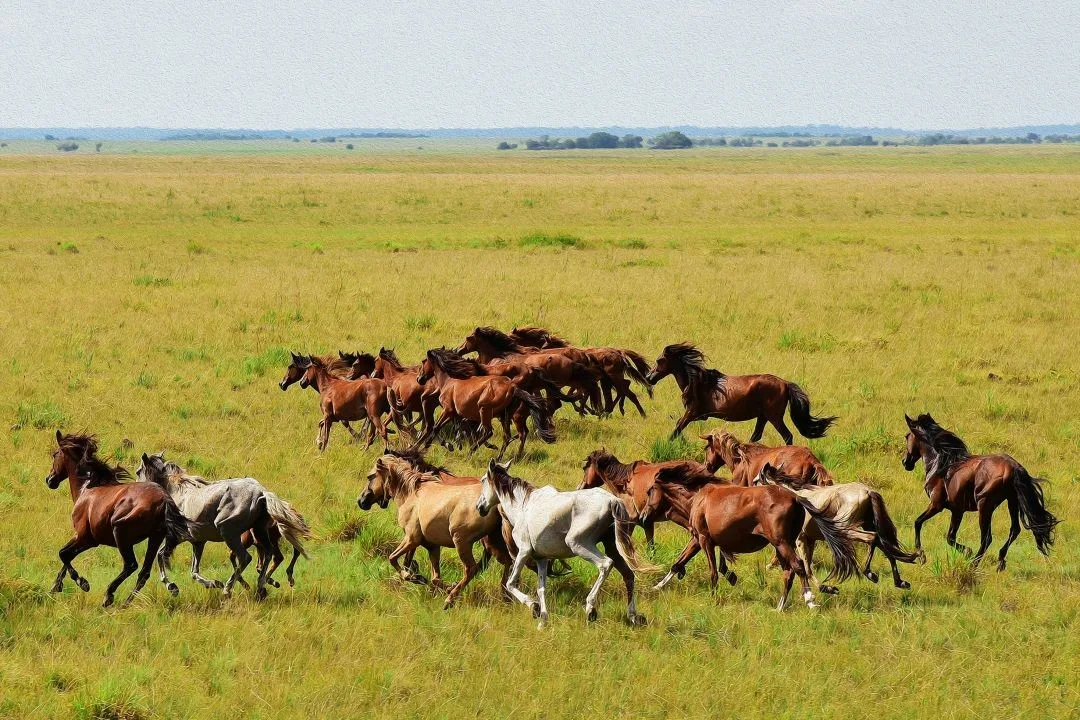 Cavalos livres surpreendem cientistas em estudo sobre saúde intestinal